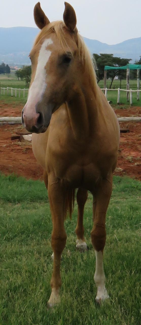 Studnix Doc Lil Ice